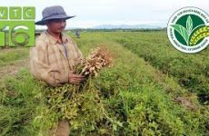 Bỏ lúa trồng lạc: Kết quả khiến nông dân bất ngờ