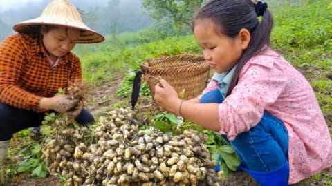 After 3 months the peanut garden was, harvested Cooked, Take it to the market to sell