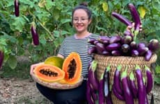 FULL VDEO 60 Days of harvesting red dragon fruit, bananas & papaya to sell at the market