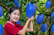 Harvest BLUE MANGO garden goes to the market sell | Susan Daily Life
