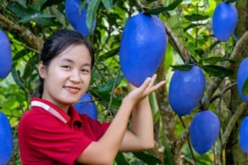 Harvest BLUE MANGO garden goes to the market sell | Susan Daily Life