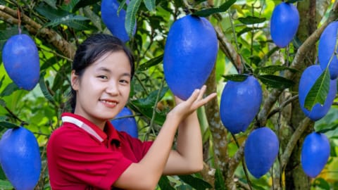 Harvest BLUE MANGO garden goes to the market sell | Susan Daily Life