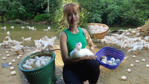 Harvest Duck Eggs Goes to the village sell - Cooking - Live with nature