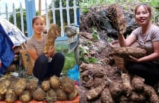 Harvest giant wild tubers - go to the market to sell - Cook a special dish that everyone has eaten