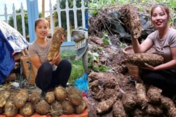 Harvest giant wild tubers - go to the market to sell - Cook a special dish that everyone has eaten