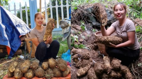 Harvest giant wild tubers - go to the market to sell - Cook a special dish that everyone has eaten