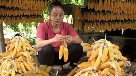 Harvest red-fleshed dragon fruit gardens to sell at the market, and harvest plain corn