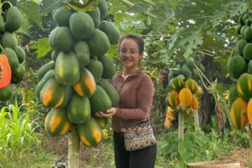 Harvesting papaya fruit gardens to sell at the market, garden & cook