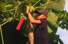 Orphan Boy, life difficult, Harvest Papaya flower in farm go market sell, Gardening