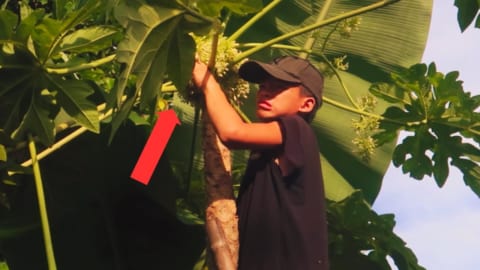 Orphan Boy, life difficult, Harvest Papaya flower in farm go market sell, Gardening