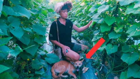 Orphan boy - Harvesting the cucumber garden to sell at the market, Get help