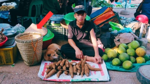 Orphan boy Life is difficult, Harvesting Cassava to sell in the market, Gardening