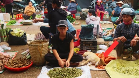 Orphan boy, difficult life, harvesting wild fruits to sell at the market, Gardening