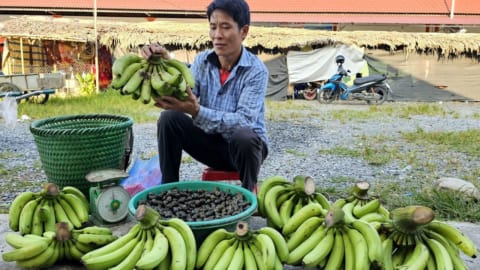 VIDEO FULL 150 Days Harvest Taro, Papaya, Field Snails, Cucumbers, Pumpkins, Gardening, Farm