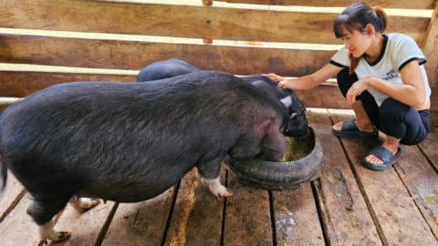 Build a farm Pigs, Chickens and Ducks, Harvest Green Vegetables Goes to the market sell