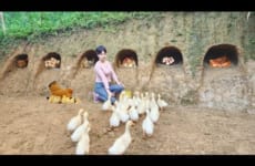 Build an underground shelter for the chickens and release the ducklings into the pond