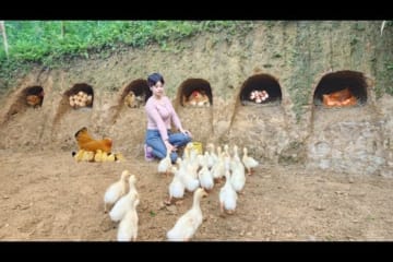 Build an underground shelter for the chickens and release the ducklings into the pond