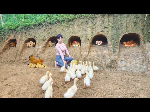 Build an underground shelter for the chickens and release the ducklings into the pond