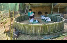 Build rabbit cages with bamboo, raise rabbits in burrows