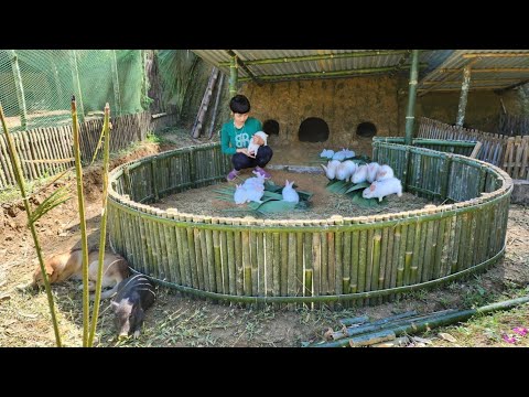 Build rabbit cages with bamboo, raise rabbits in burrows