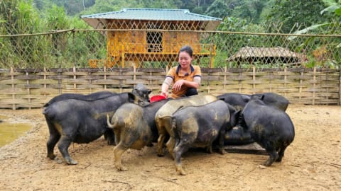 Building a new life - Harvest Papayas Bringing them to the market to sell - Taking care of animals