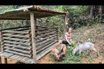 Building bamboo house for goat | Goat barn 2022