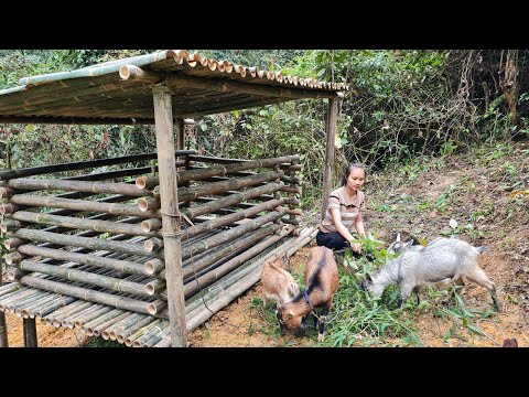 Building bamboo house for goat | Goat barn 2022