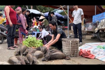 Go To The Market And Sell All The Pigs In A Few Minutes, Vàng Hoa