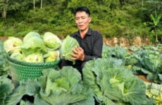 Harvest Cabbage Garden Goes to market - Care animals in farm - Live Whith Nature