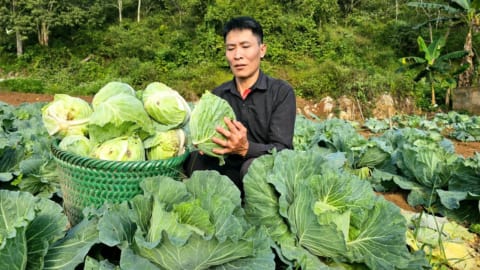 Harvest Cabbage Garden Goes to market - Care animals in farm - Live Whith Nature