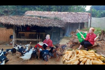 Harvest Cassava To Raise Chickens And Make Cassava Cakes, A Childhood Dish - Ly An Nhien
