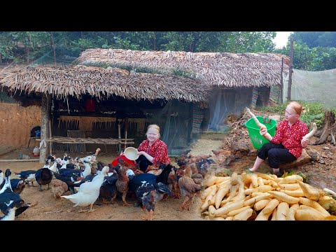 Harvest Cassava To Raise Chickens And Make Cassava Cakes, A Childhood Dish - Ly An Nhien