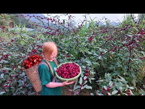 Harvest Hibiscus And Bring It To The Market To Sell, Make Hibiscus Syrup - Ly An Nhien