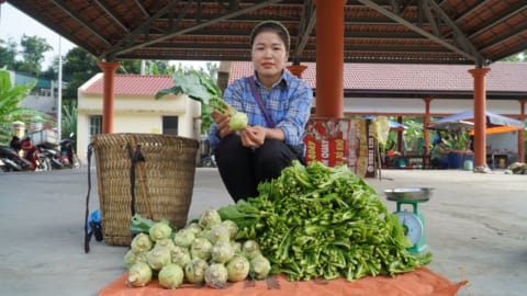 Harvest Mustard vegetables, kohlrabi bring to the market to sell | Free Life.