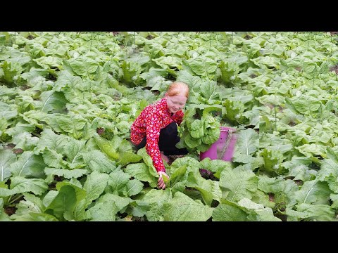 Harvest Vegetables From The Garden And Bring Them To The Village To Sell - Ly An Nhien