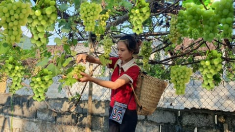 Harvest Vineyard Fruit Goes to the market sell - Prepare materials new CABIN design - Gardening