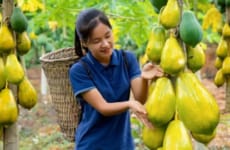 Harvest Yellow Papaya, goes to the market sell, Susan Daily Life