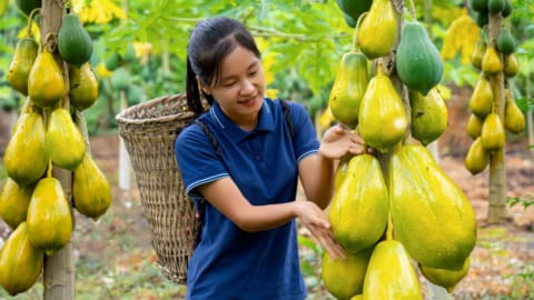 Harvest Yellow Papaya, goes to the market sell, Susan Daily Life