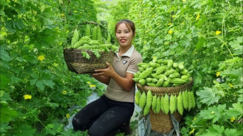 Harvest bitter melon fruits and bring them to the market to sell - take care of livestock