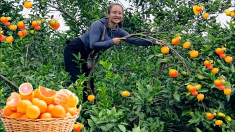 Harvest orange gardens, to go to, the market to sell, cook, and grill fish