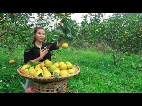 Harvest orange orchards to sell and live on the farm with nature. Trieu Lily