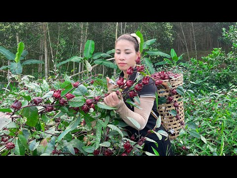 Harvest red artichoke flowers Go to the market to sell - build a gate - Live with nature. Trieu lily