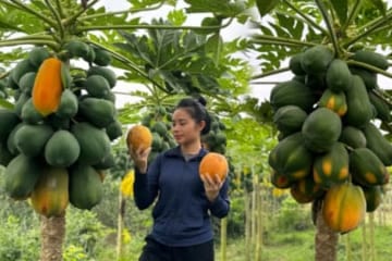 Harvest the papaya garden and bring it to the market to sell - gardening