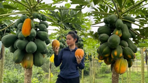 Harvest the papaya garden and bring it to the market to sell - gardening