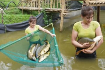 Harvesting Fishing At Fish Pond Go To Sell At Village Market - Cook delicious fish hotpot