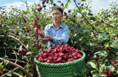 Harvesting RED ATISO FLOWER Goes to market sell - How To Soak RED ATISO Flowers