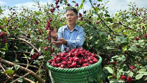 Harvesting RED ATISO FLOWER Goes to market sell - How To Soak RED ATISO Flowers