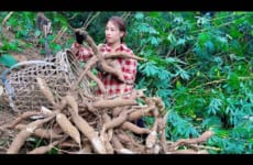 Harvesting cassava roots and making cassava cakes, bringing them to the market to sell. Trieu lily