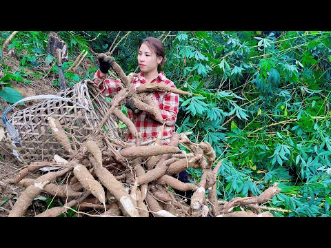 Harvesting cassava roots and making cassava cakes, bringing them to the market to sell. Trieu lily