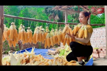 Harvesting corn and how to preserve it all year round - farm life. Trieu Lily